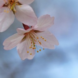 Spring Pastels